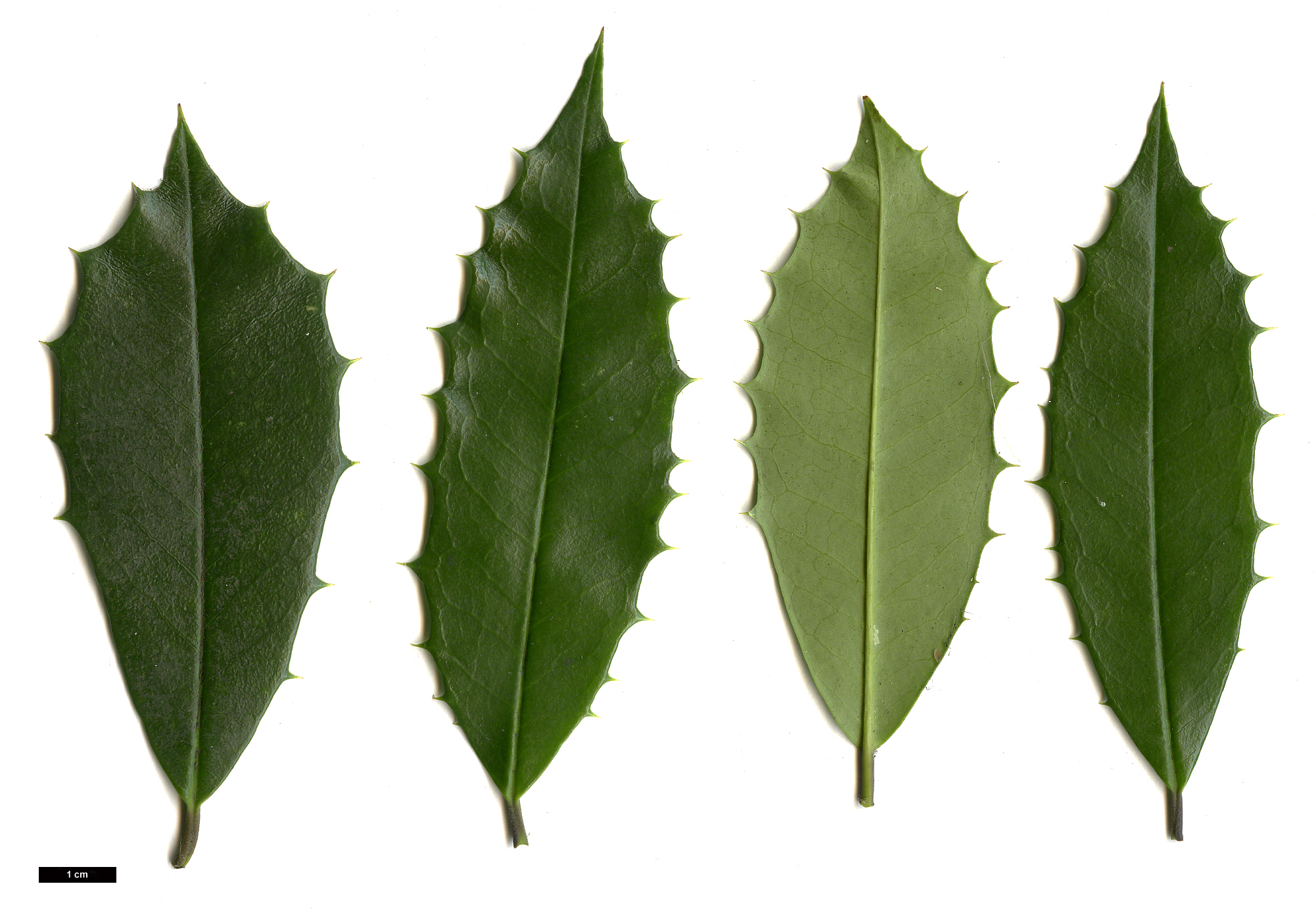 High resolution image: Family: Aquifoliaceae - Genus: Ilex - Taxon: ×attenuata (I.cassine ×opaca)